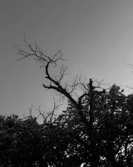 silhouette of a tree