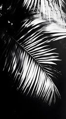 Obraz premium Black and White Palm Leaf Silhouette Against a Dark Background