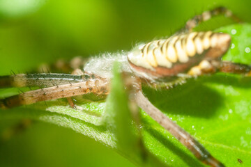 spider on web