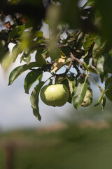 apples on tree