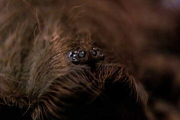 spider on the web