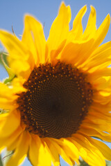 Naklejka premium sunflower with bee