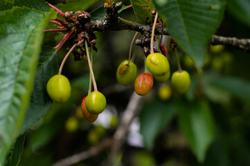 Cherries ripening on a tree