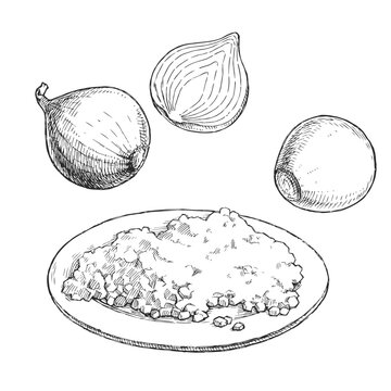 Vector hand-drawn illustration of a whole, peeled, half and sliced onion, isolated on a white background. Sketches of fresh vegetables for the design of a culinary recipe.