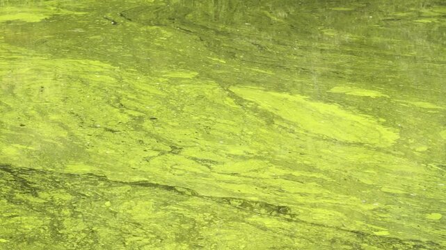 Panning abstract shot of green toxic algae patterns on a pond surface.
