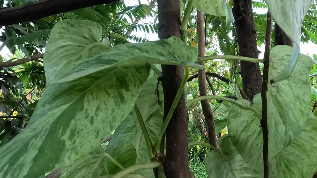 
Devil's ivy this plant has a Latin name (Epipremnum aureum) this is an ornamental plant