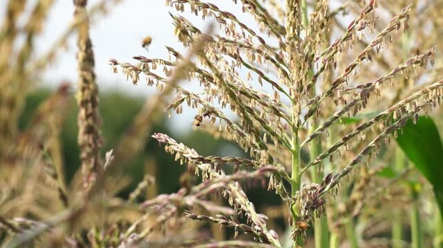 Slow motion footage of pollinator bees visting corn seed stalks on a farm.