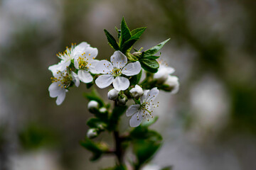apple flower