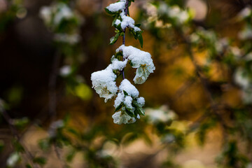 cherry flowers in the snow