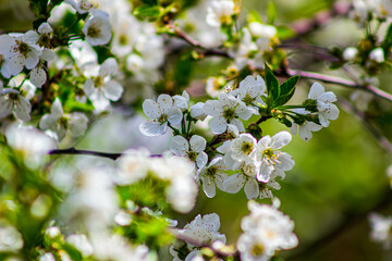 blooming tree