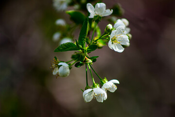 white flowers of a cherry