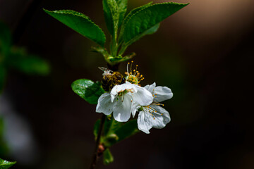 bee on a flower