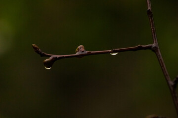 tree branch with dew drops