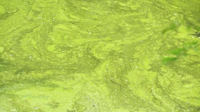 Tilting up over green toxic algae on a pond.