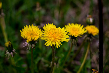 yellow dandelions in the grass