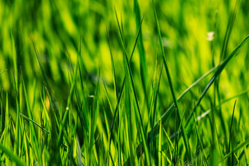 green grass background