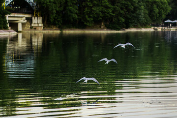 birds on the lake