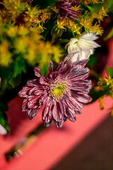 chrysanthemum flower