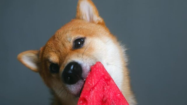 Shiba Inu dog takes bite of watermelon on gray background. Pet enjoys contrast of cool juicy flesh against warm summer air spending time at home