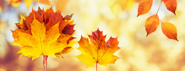 Colorful original natural autumn background for design with bouquet of orange leaves and blurred background.