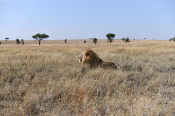 lion laying in a field