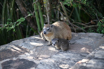 Hyrax mother and baby