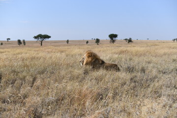 lion laying in a field