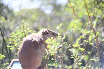 Hyrax in the grass