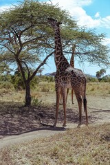 giraffe in the savannah
