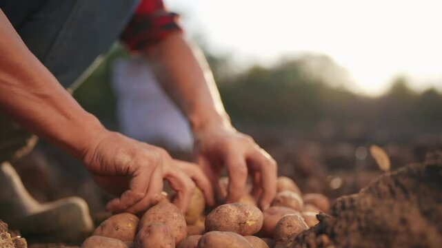 potatoes agriculture. farmer a selects potato harvest next to bag on agricultural field in soil. agriculture business concept lifestyle. farmer works storing potatoes in the field
