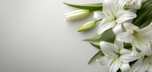 Obraz premium Elegant white lilies arranged with green leaves on a soft background, perfect for floral designs and uplifting atmospheres.