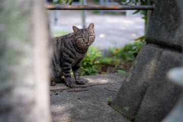 Naklejka premium A cat inside a Japanese shrine.