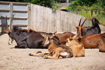 Roan antelope