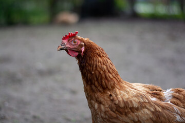 free range chicken