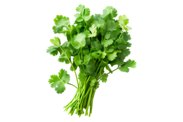 A vibrant bunch of cilantro with lush green leaves isolated on a white transparent background. Perfect for salads, various cooking methods, and healthy, nutritious dishes