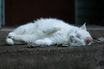 white cat sleeping on the floor