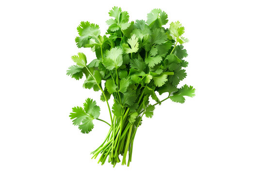A vibrant bunch of cilantro with lush green leaves isolated on a white transparent background. Perfect for salads, various cooking methods, and healthy, nutritious dishes
