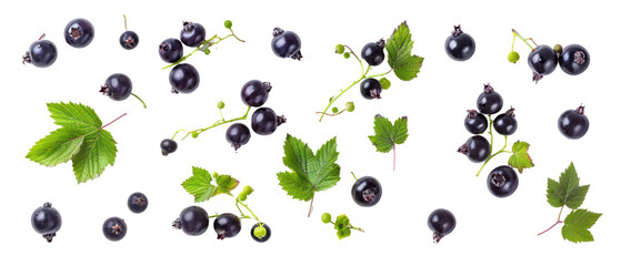Set of isolated, blackcurrant on transparent background. elements, themed designs. Top view high quality PNG." design elements, top view / flat lay.	
