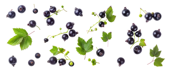 Set of isolated, blackcurrant on transparent background. elements, themed designs. Top view high quality PNG." design elements, top view / flat lay.	
