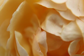 yellow rose macro
