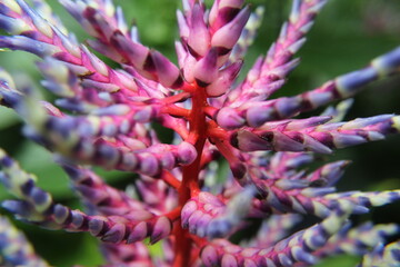 close up of a bunch of flowers