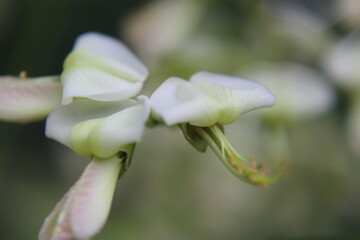 close up of white magnolia flower