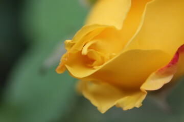 yellow rose closeup