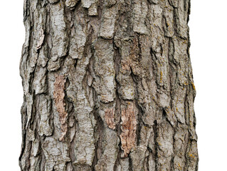 Fototapeta premium Detailed texture of brown tree bark on a white background. PNG transparent.