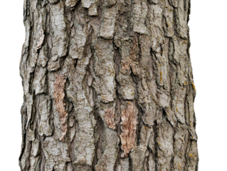 Detailed texture of brown tree bark on a white background.  PNG transparent.