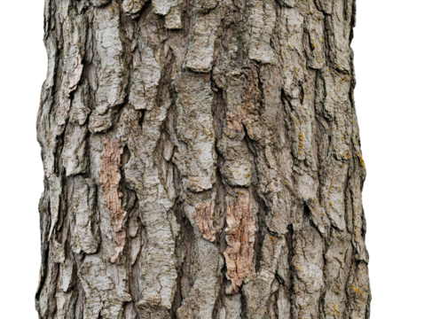 Detailed texture of brown tree bark on a white background.  PNG transparent.
