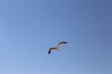 seagull in flight