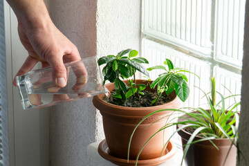 Male hand watering houseplant next to glass block window