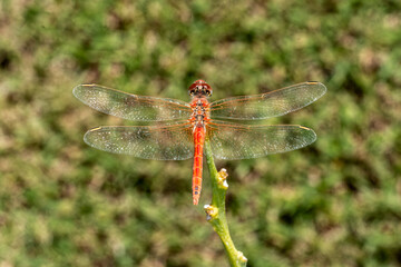 Dragonfly, red veined darter, close up, detail. Sympetrum fonscolombii on the bough
