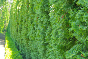 A beautiful hedge of thuja trees. Thuja hedge. Seamless texture of green natural background. Thuja texture. Selective focus